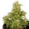 Royal Critical Auto - Royal Queen Seeds