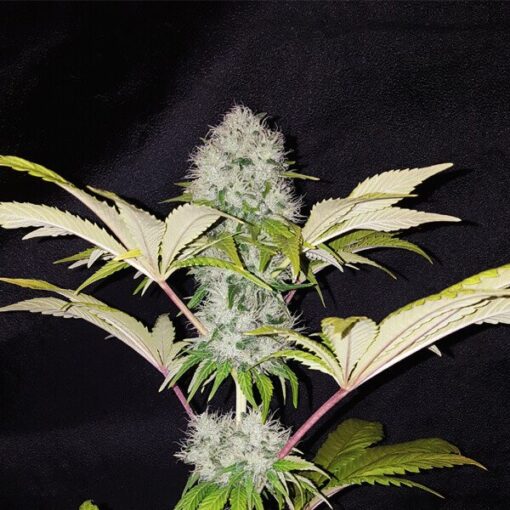 Critical Kush - Royal Queen Seeds