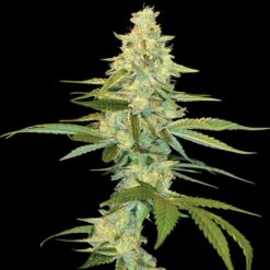 DNA Genetics Cannalope Kush Feminized (Cannalope Haze x The OG#18)