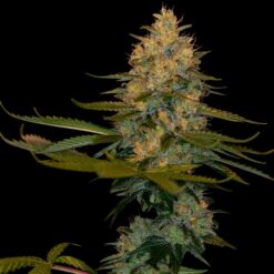 DNA Genetics Exodus Kush Feminized (Exodus Cheese (UK) x OG Kush)