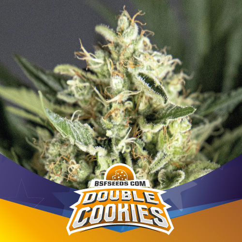 BSF Seeds Double Cookies Feminized (Do-si-dos x Cookies Forum Cut)