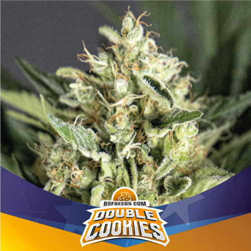 BSF Seeds Double Cookies Auto (Do-Si-Dos x Girl Scout Cookies Auto)