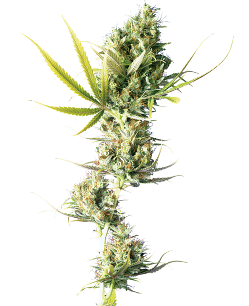 Durban Femminizzati - Sensi Seeds