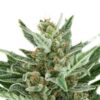 Easy Bud Auto - Royal Queen Seeds