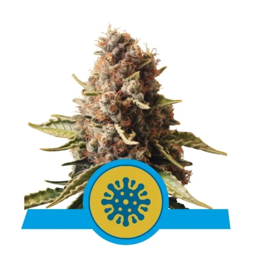 Euphoria - Royal Queen Seeds