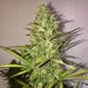 Fast Eddy Auto CBD - Royal Queen Seeds