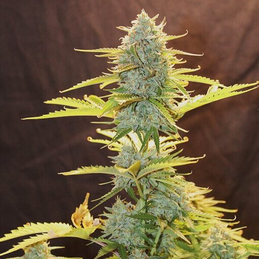 Fat Banana Auto - Royal Queen Seeds