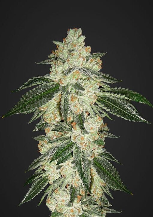 FastBuds Green Crack Autofiorente