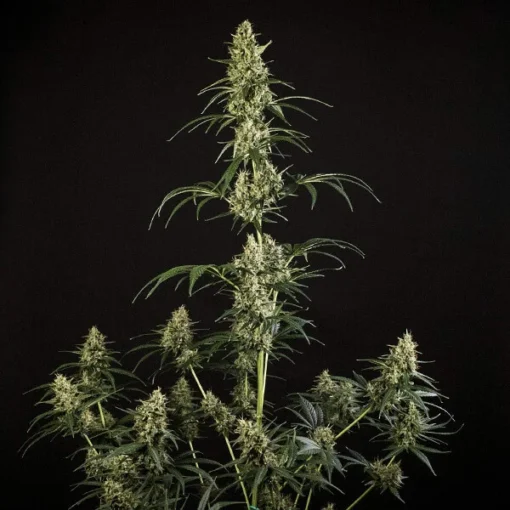 HulkBerry Auto - Royal Queen Seeds