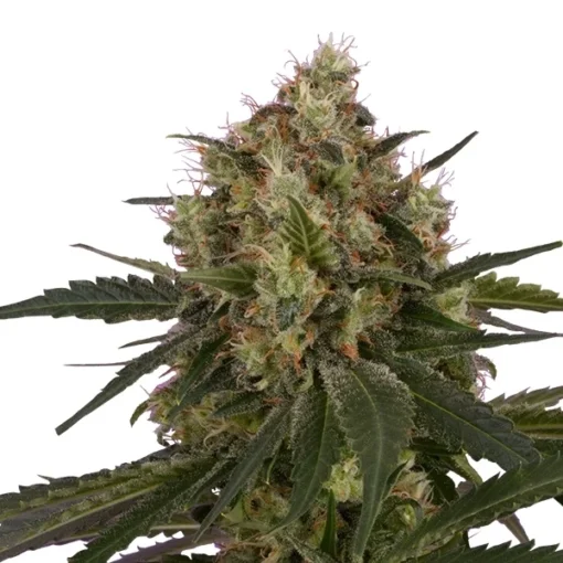 Ice - Royal Queen Seeds