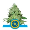 Joanne's CBD - Royal Queen Seeds