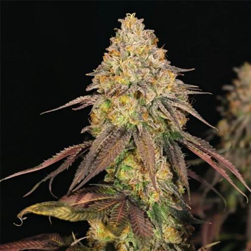 Legendary OG Punch - Royal Queen Seeds