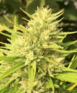 Ace Seeds Malawi x Panama Standard - Semi Regolari