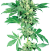 Maple Leaf Indica Regolari - Sensi Seeds