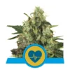 Medical Mass - Royal Queen Seeds