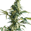 Mexican Sativa Femminizzati - Sensi Seeds