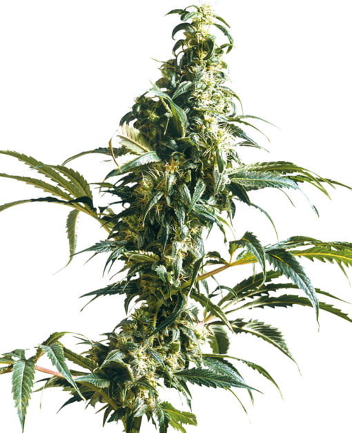 Mexican Sativa Femminizzati - Sensi Seeds