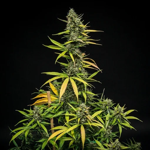 Mimosa Auto - Royal Queen Seeds