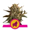 Mother Gorilla - Royal Queen Seeds