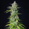 Northern Light Auto - Royal Queen Seeds