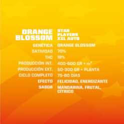 BSF Seeds Orange Blossom XXL Auto (Orange Blossom XXL Auto Version)