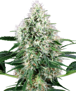 Pure Power Plant Automatic - Sensi Seeds White Label