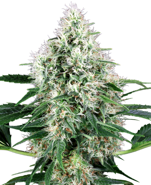 Pure Power Plant Automatic - Sensi Seeds White Label