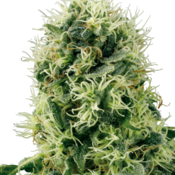 Pure Power Plant Femminizzati - Sensi Seeds White Label