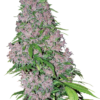 Purple Bud Femminizzati - Sensi Seeds White Label