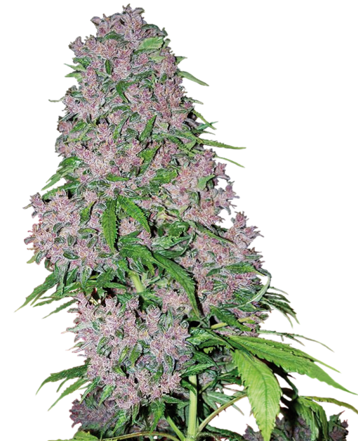 Purple Bud Femminizzati - Sensi Seeds White Label