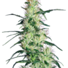 Purple Haze Femminizzati - Sensi Seeds White Label