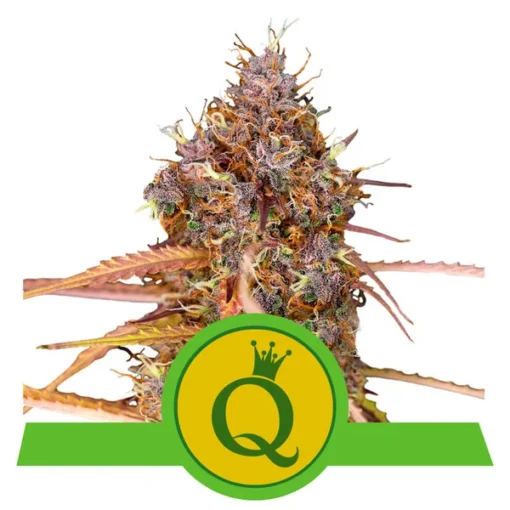 Purple Queen Auto - Royal Queen Seeds