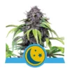 Purplematic CBD - Royal Queen Seeds