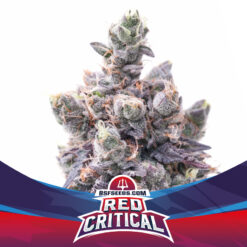 BSF Seeds Red Critical Auto (Critical Auto x 4th Generation Auto Male)
