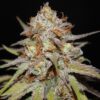 Ace Seeds Romulan Standard - Semi Regolari