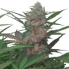 Royal AK Auto - Royal Queen Seeds