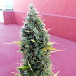 Royal Bluematic - Royal Queen Seed