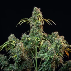 Royal CBDV Auto - Royal Queen Seeds