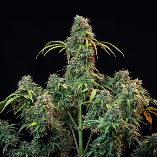 Royal CBDV Auto - Royal Queen Seeds