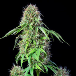 Royal CBG Auto - Royal Queen Seeds