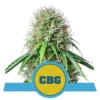 Royal CBG Auto - Royal Queen Seeds