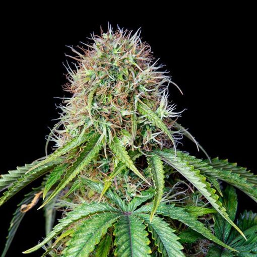 Royal CBG Auto - Royal Queen Seeds