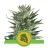 Royal Cheese Auto - Royal Queen Seeds