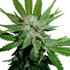 Royal Cheese - Royal Queen Seeds