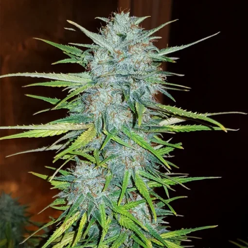 Royal Creamatic Auto - Royal Queen Seeds