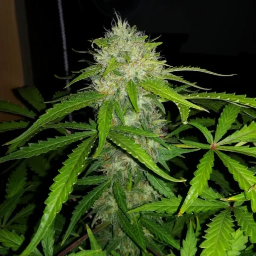 Royal Dwarf Auto - Royal Queen Seeds