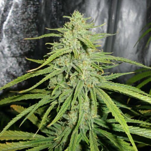 Royal Highness - Royal Queen Seeds