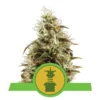 Royal Jack Auto - Royal Queen Seeds