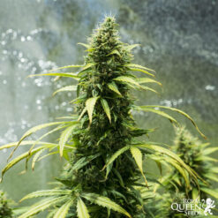 Royal Jack Auto - Royal Queen Seeds