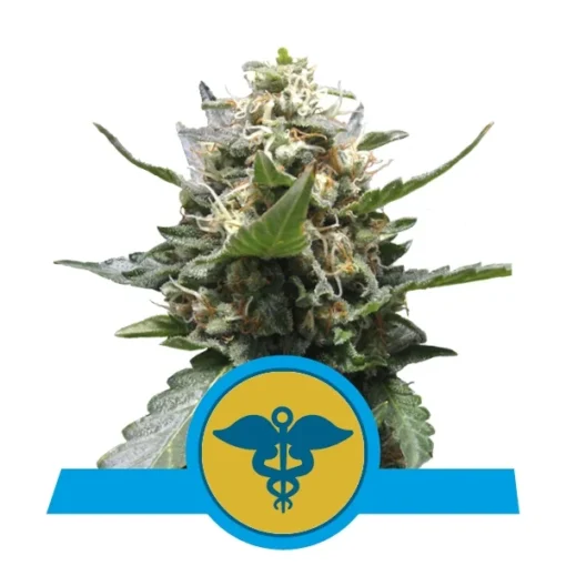 Royal Medic - Royal Queen Seeds